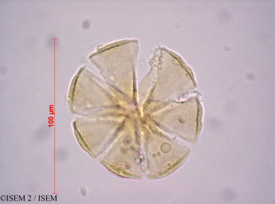 ISEM 2/Harpagophytum_procumbens_7320/Harpagophytum_procumbens_7320_0001(copy)_thumb.jpg